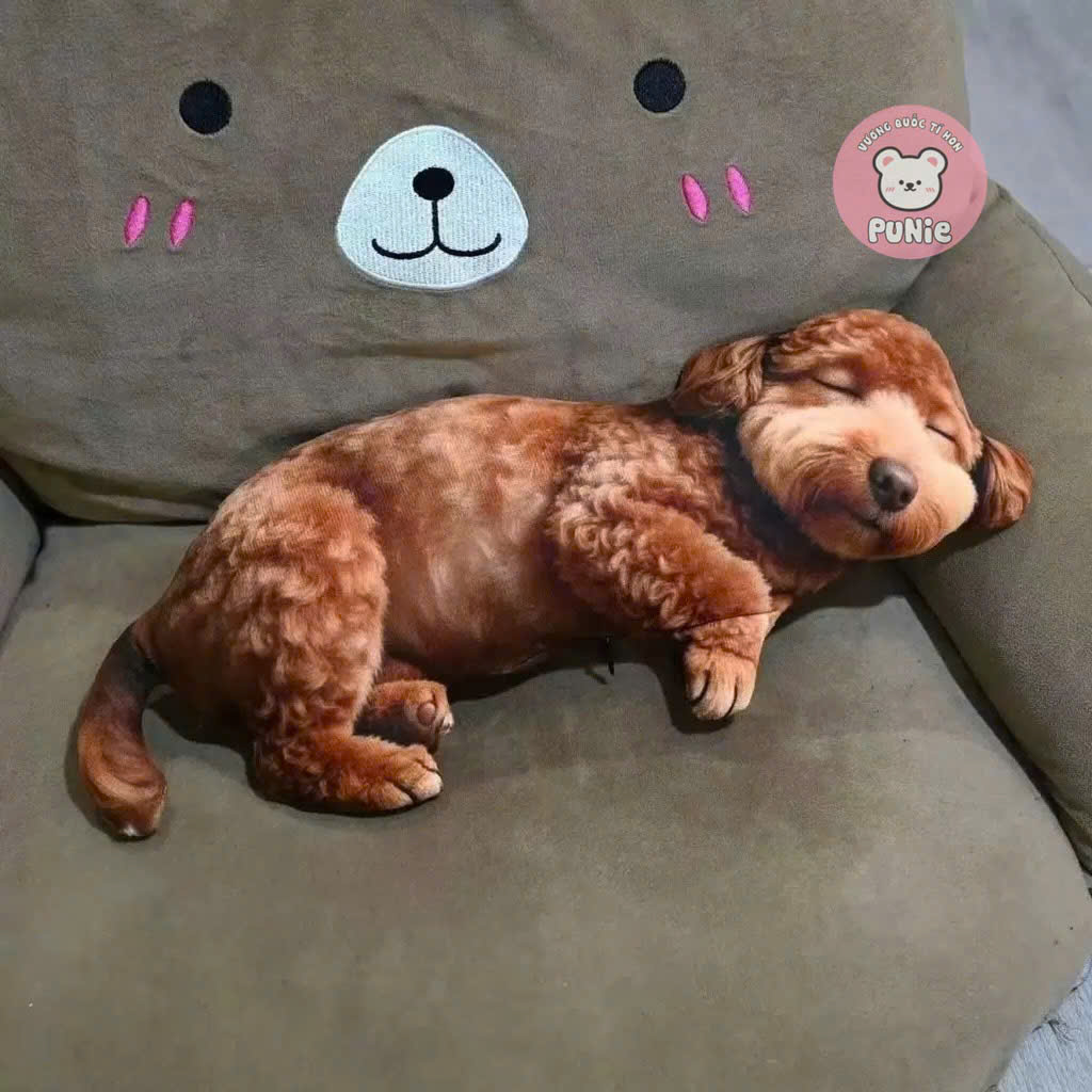 CÚN POODLE 3D 40CM QC